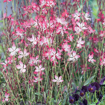 GAURA LINDHEIMERI - LITTLE JANIE
