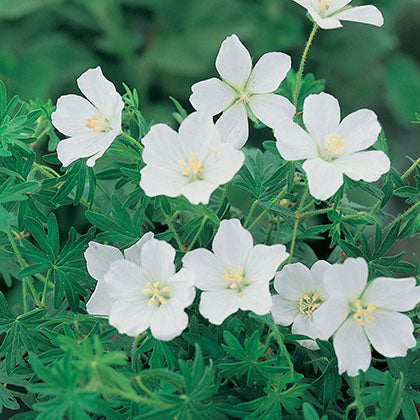 GERANIUM SANGUINEUM - ALBUM