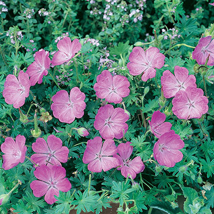 GERANIUM SANGUINEUM