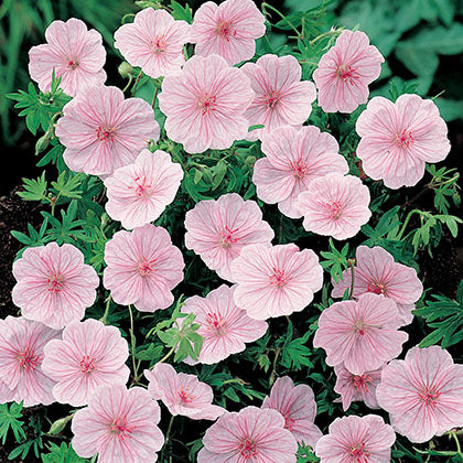 GERANIUM SANGUINEUM VAR. STRIATUM