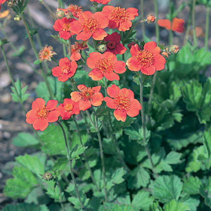 GEUM - BORISII