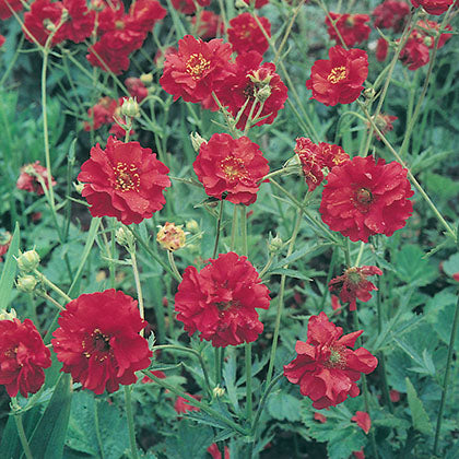 GEUM CHILOENSE - MRS J. BRADSHAW
