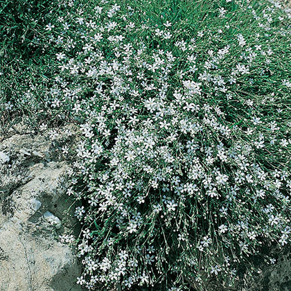 GYPSOPHILA REPENS - FILOU BLANC