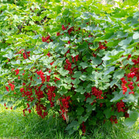 RIBES RUBRUM - RED LAKE