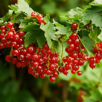 RIBES RUBRUM - RED LAKE