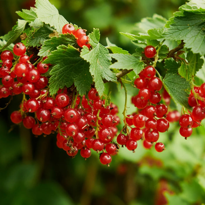 RIBES RUBRUM - RED LAKE