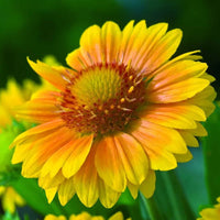 GAILLARDIA ARISTATA - ARIZONA APRICOT