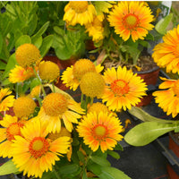GAILLARDIA ARISTATA - ARIZONA APRICOT