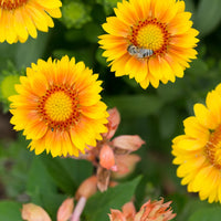 GAILLARDIA ARISTATA - ARIZONA APRICOT