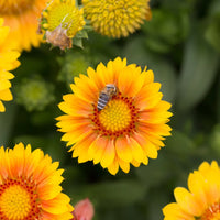 GAILLARDIA ARISTATA - ARIZONA APRICOT