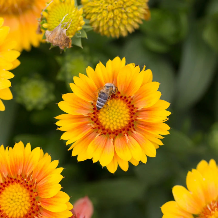 GAILLARDIA ARISTATA - ARIZONA APRICOT