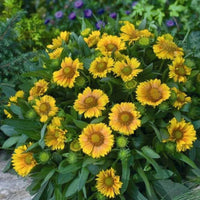 GAILLARDIA ARISTATA - ARIZONA APRICOT