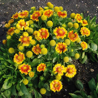 GAILLARDIA ARISTATA - ARIZONA APRICOT