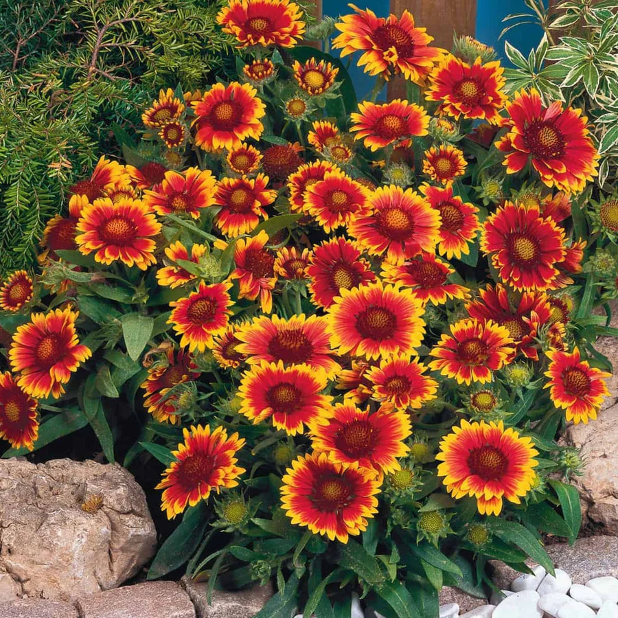 GAILLARDIA ARISTATA - ARIZONA SUN