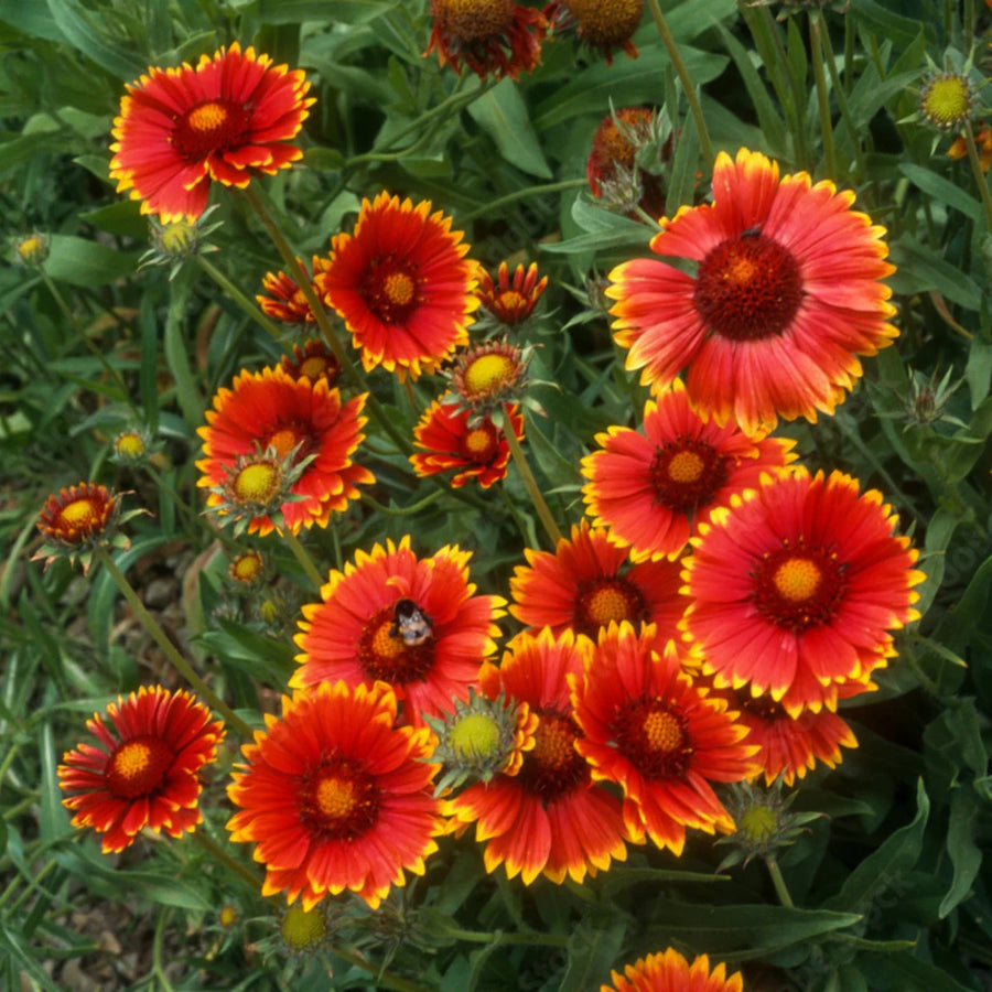 GAILLARDIA - GOBLIN