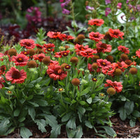 GAILLARDIA ARISTATA SPINTOP RED