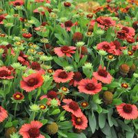 GAILLARDIA ARISTATA SPINTOP RED