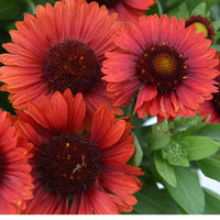 GAILLARDIA ARISTATA SPINTOP RED