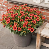 GAILLARDIA ARISTATA SPINTOP RED