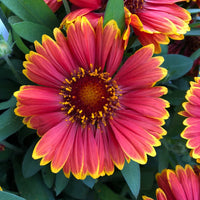 GAILLARDIA ARISTATA SPINTOP™ - YELLOW TOUCH