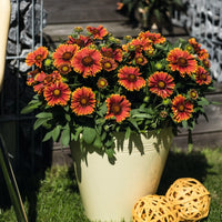 GAILLARDIA ARISTATA SPINTOP™ - YELLOW TOUCH