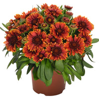 GAILLARDIA ARISTATA SPINTOP™ - YELLOW TOUCH