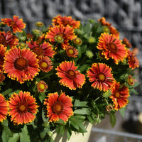 GAILLARDIA ARISTATA SPINTOP™ - YELLOW TOUCH