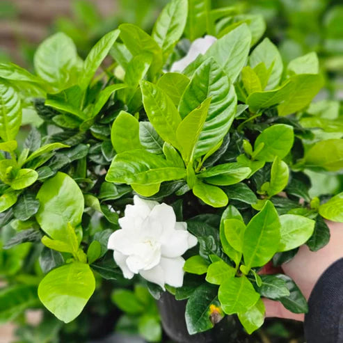 GARDENIA (JASMIN DU CAP )