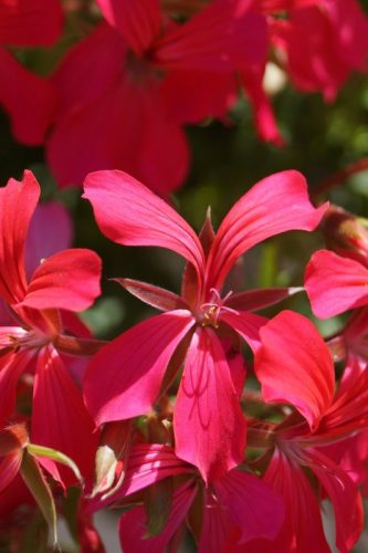 PLEARGONIUM ALPIN - MINI CASCADE RED