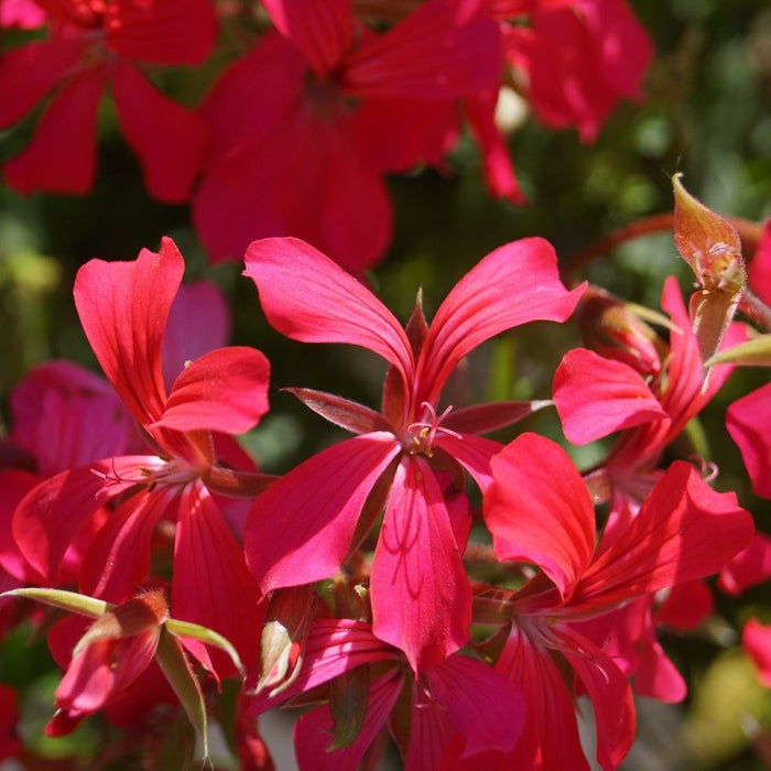 GÉRANIUMS ALPINS - MINI-CASCADE ROUGE