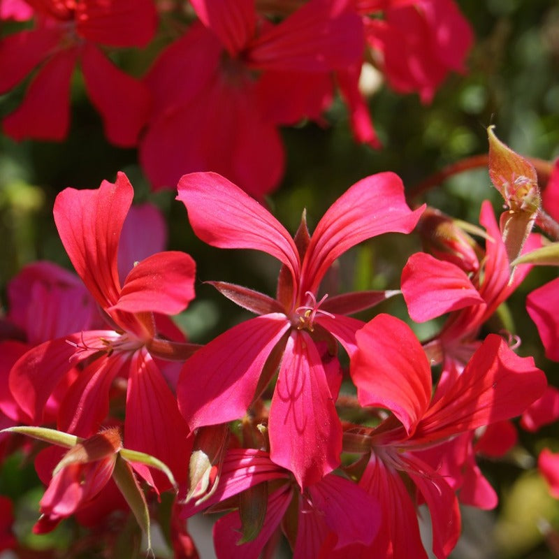 GÉRANIUMS ALPINS - MINI-CASCADE ROUGE