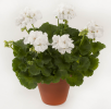PELARGONIUM ELANOS - ICEBERG