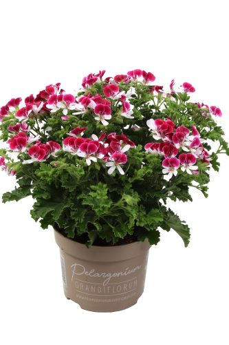 PELARGONIUM MOSQUITAWAY - SENNA