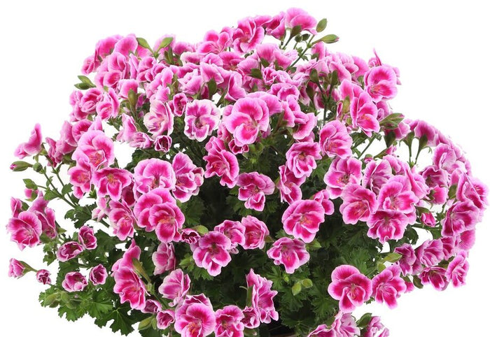 PELARGONIUM GRANDIFLORUM - ANGEL FAY