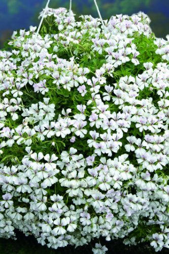 PELARGONIUM ALPIN - GLACIER WHITE
