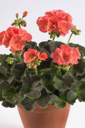PELARGONIUM BROCADE - CHOCOLATE APRICOT