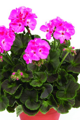 PELARGONIUM BROCADE CHOCOLATE - DRAGON FRUIT