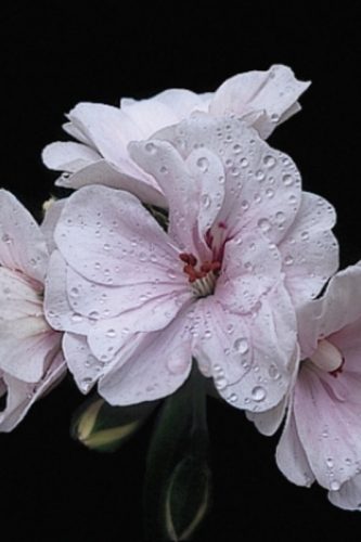 PELARGONIUM LIERRE - BLANCHE-ROCHE