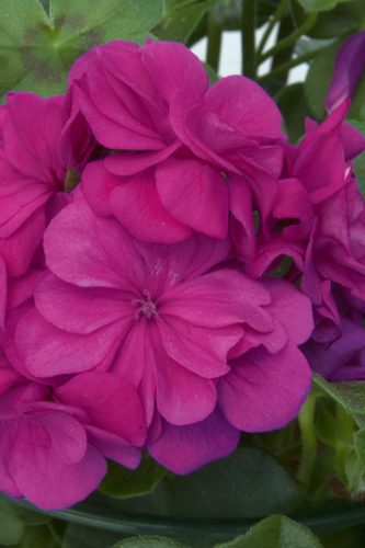 PELARGONIUM LIERRE - ROYAL BLUE