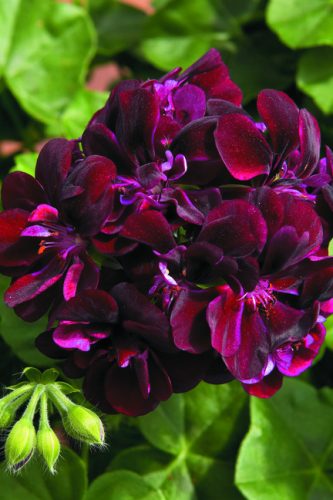 PELARGONIUM LIERRE ROYAL - DARK BURGUNDY