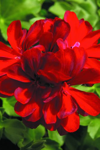 PELARGONIUM LIERRE ROYAL - DARK RED