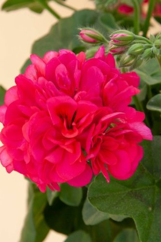 PELARGONIUM LIERRE ROYAL - HOT PINK