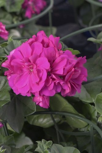 PELARGONIUM LIERRE - ROYAL PURPLE