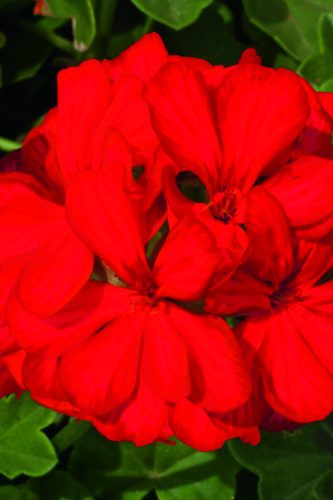 PELARGONIUM LIERRE - ROYAL SCARLET RED