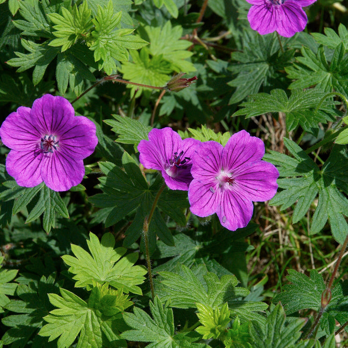 GÉRANIUM SANGUINEUM