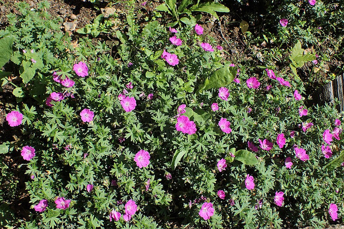 GÉRANIUM SANGUINEUM - MAX FREI