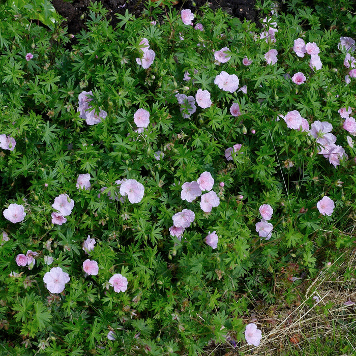 GÉRANIUM SANGUINEUM VAR. STRIATUM