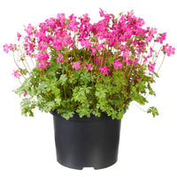 GERANIUM VIVACE INTENSE ROSE