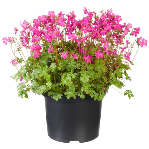 GERANIUM VIVACE INTENSE ROSE