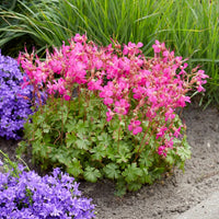 GERANIUM VIVACE INTENSE ROSE